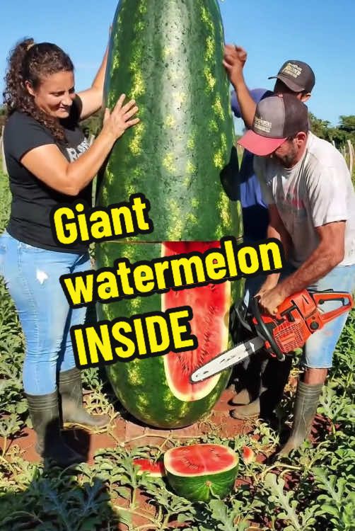 Giant watermelon inside #fruit #farmer #farm #farming #harvest #nature #viral #shorts #giant 