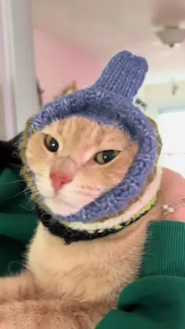 this is my duck #cat#cats#catsoftiktok#pets#cute