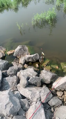 fishin chronicles of today #snakes #BlueGill #CrabOrchardLake #fyp #makemeviral 