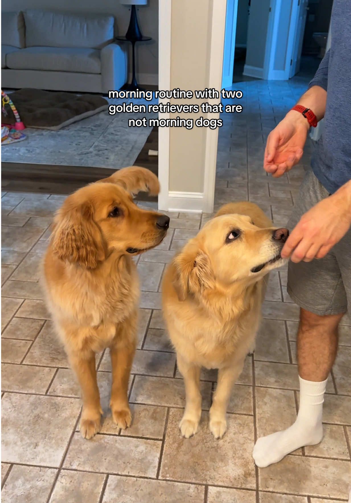 my dogs morning routine is giving “no walkie before puppucino” 😂🐶 #morningroutine #dogmorningroutine #dogvlog #dogtok #dogs 