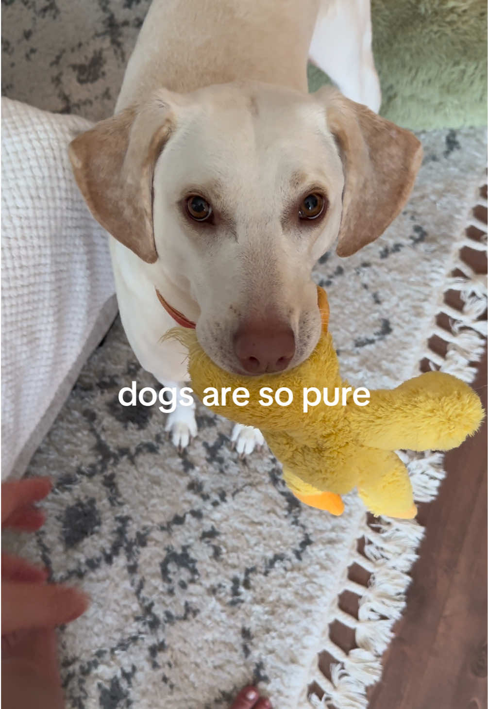 Everyone thinks their own dog is cute but mine is like realllyyyy cute 🥹 #dog #dogsarethebest #rescuedog #dogsbeingcute #funnydogs #cutedogvideos 