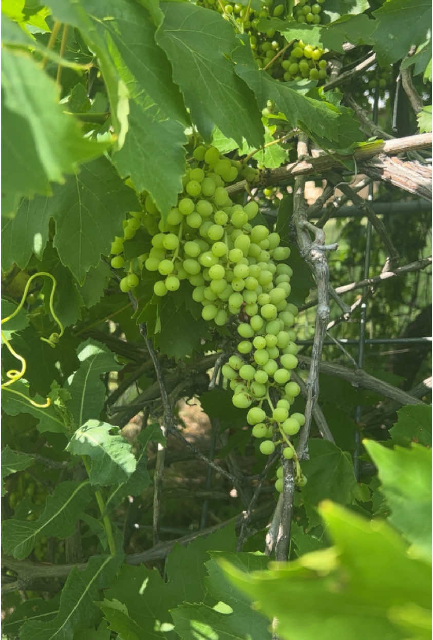 Planting this beauty on my feed 🍇 #fyp #grapes #june #greenorpurple #fruity #winetiktok🍷 