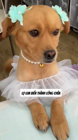 Ăn gì mà đẹp thế em???💐💐💐#fyp #chócute #xuhuong #pet #dog #doglovers #chocon #chócute #chodep 