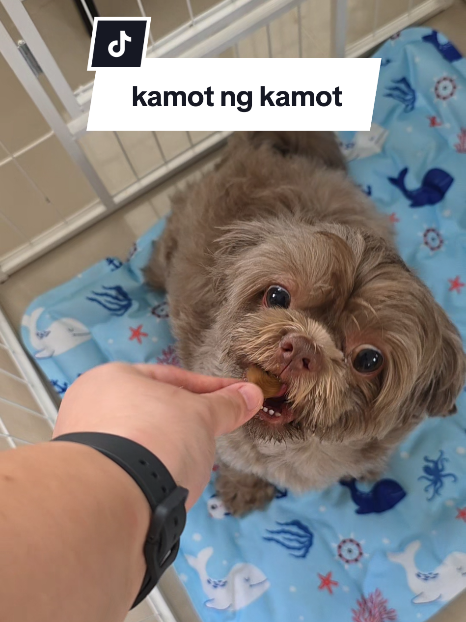 baka may bad bacteria na pala sila, buti may dr shiba #drshiba #drshibahappytummy #drshibafunctionaldogsnacks #dogprobiotics #probioticsfordogs #dogguthealth #petsupplements #dogtreats #happytummyfordogs 