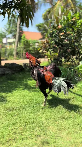 Kepakanya ituu🤩#fantasticfarm #ayambangkok #ayambangkoksuper #ayambangkokindinesia 