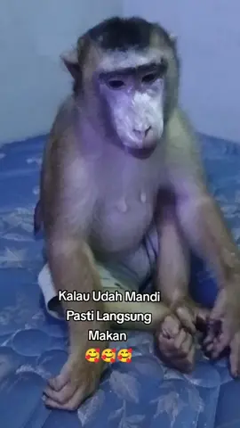 Makan#binatang#monyetpintar#monyetlokal#berukkesayangan#komedikocak#monyetlucu#monyetviral#becandatapisantai#monyettiktok#fyp 