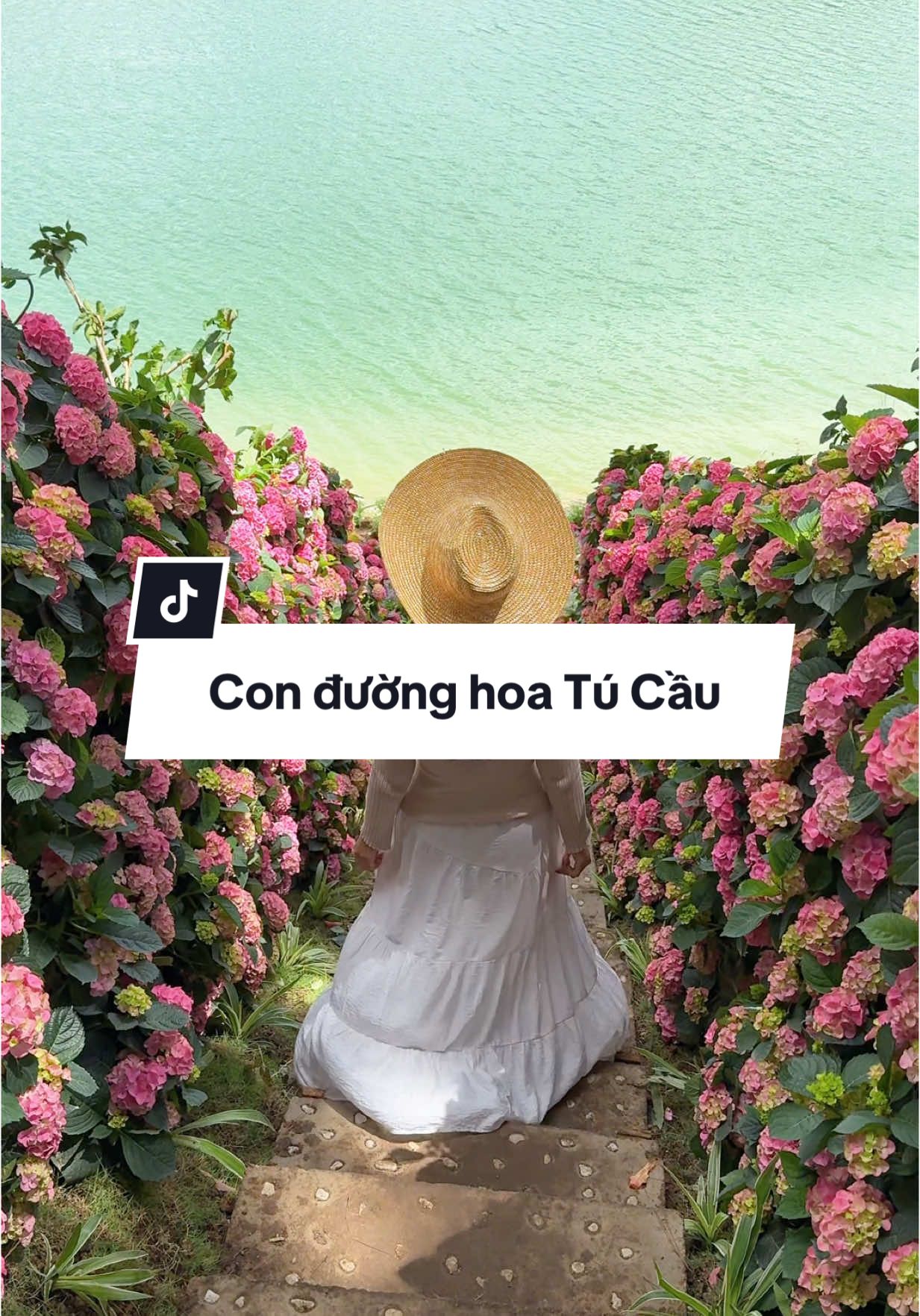 Con đường hoa Cẩm Tú Cầu đang hot ở Đà Lạt, hiện tại hoa đang nở rộ lên hình xinh lắm. Happy Hill Đà Lạt. #banandalat 