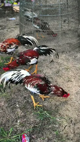 วัยรุ่น7เดือน โถ้กจัยตัวไหนวงมาเลย#ไก่เดือยใต้ #ท่าหลา_นครศรีธรรมราช #ฟีดดดシ 