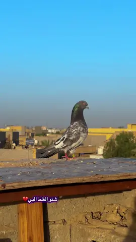 هذا العيونكم 😎😎#الشعب_الصيني_ماله_حل😂😂 #عباس_السوداني💀 #ابطال_جسر_ديالئ🦅 