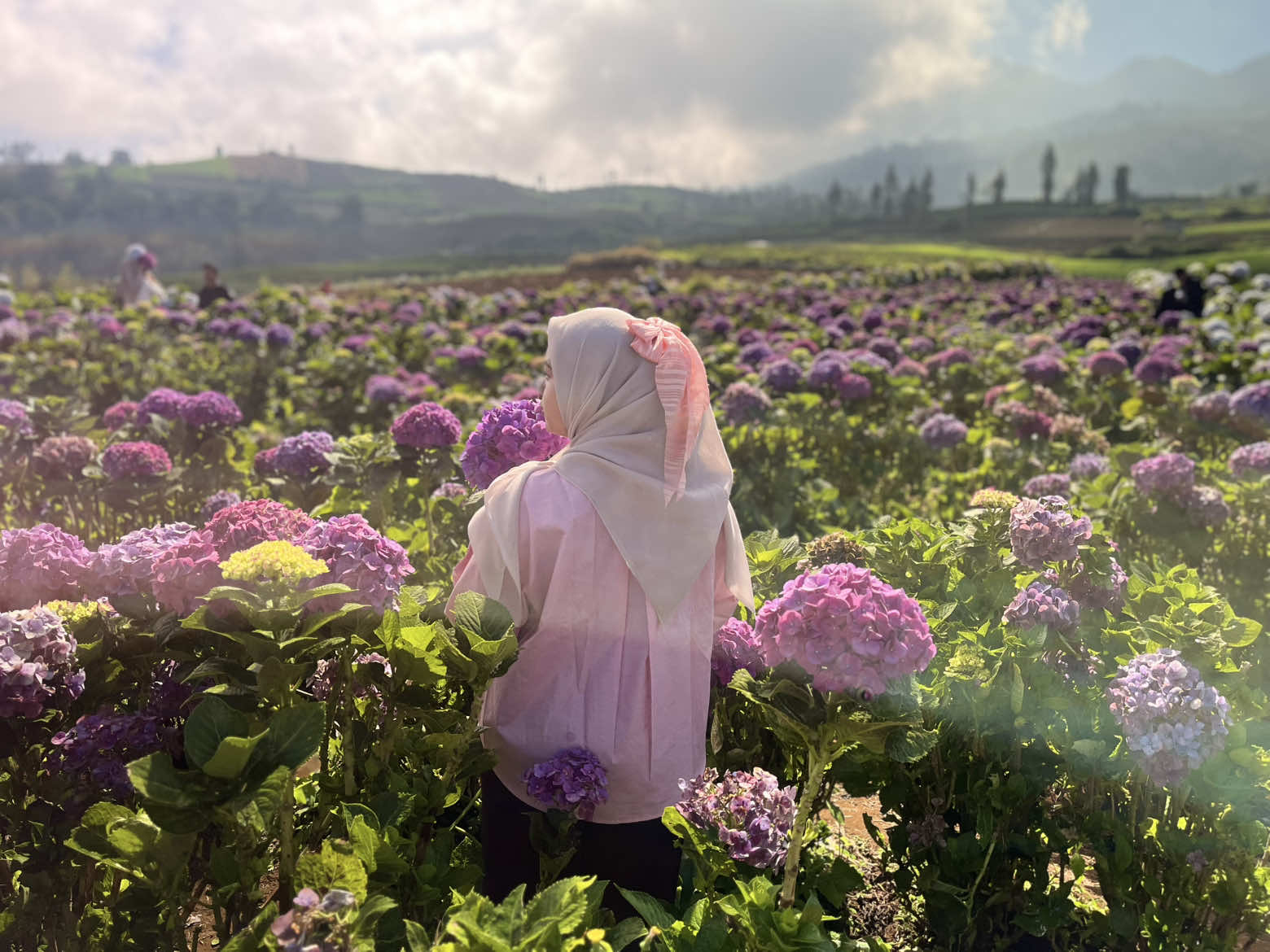 Hortensia Garden, Cangar, Kota Batu. #cinematic #fypシ゚ #hortensia #kebunbunga #batu #cangar #placetogo #brakseng #braksengcangar  @KEBUN BUNGA HORTENSIA 