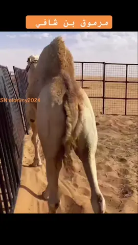 #هجن #الابل_عطايا_الله #الابل_عطايا_الله_عشاق_البداوة_🐪😍 #هجن_الرياسة #هجن_الشحانيه #هجن_الاصايل #قطر #السعوديه #الامارات_العربية_المتحده🇦🇪 #الشعب_الصيني_ماله_حل😂😂 #اكسبلور 