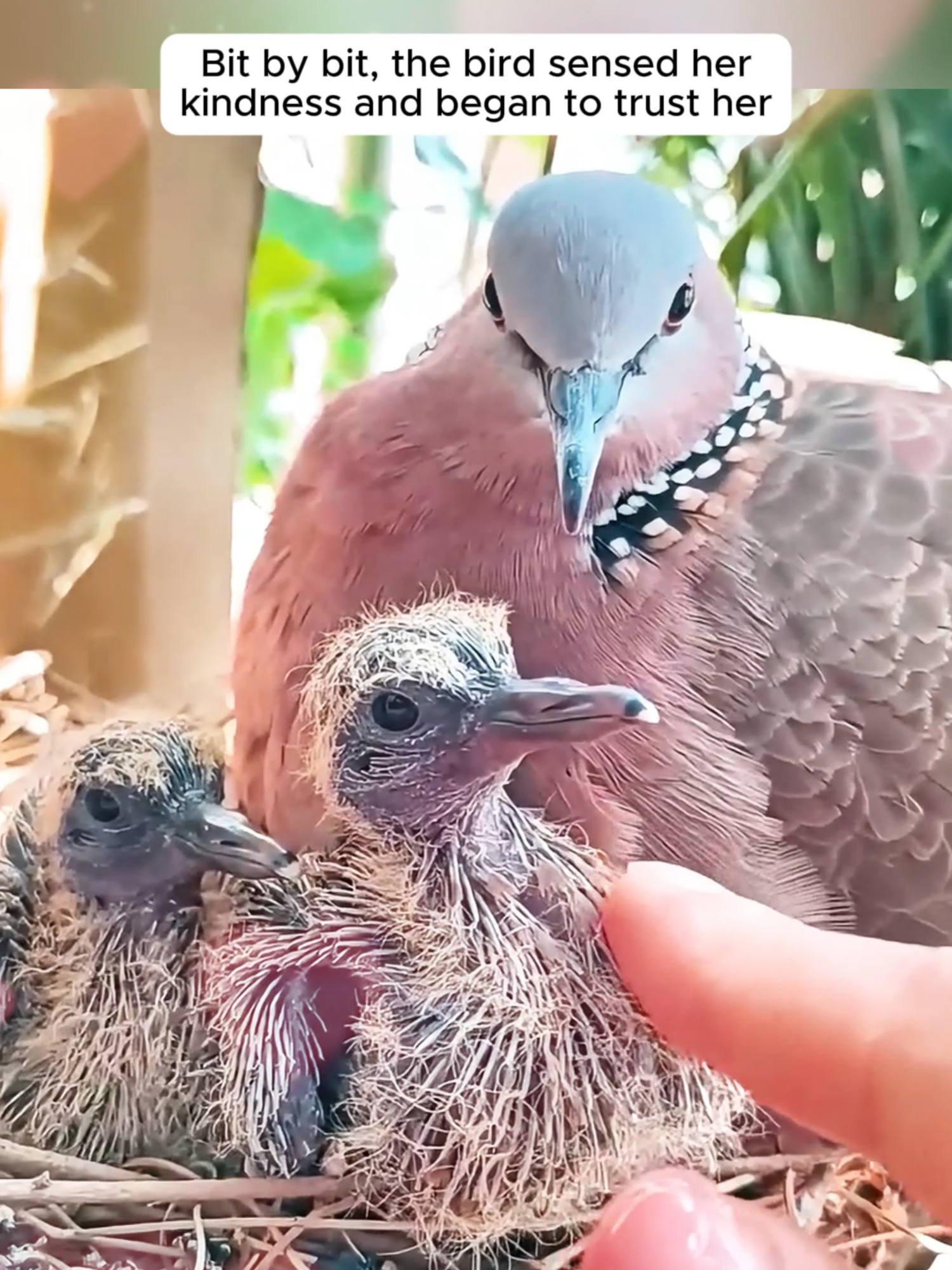 A woman found a turtle dove nesting outside her window and then... #animals #animalsoftiktok #aniamlsoftiktok #turtledove #cuteanimals