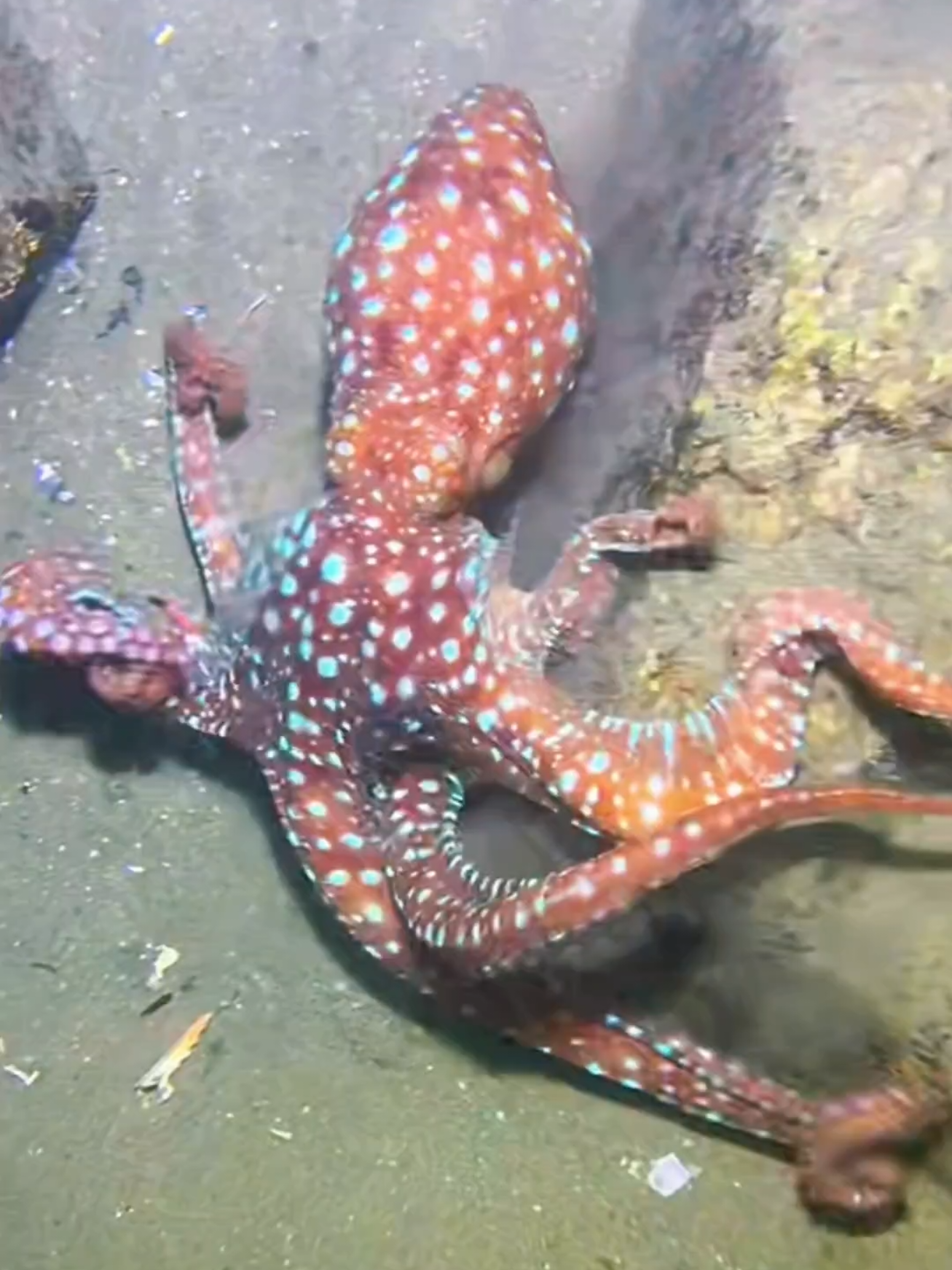 #diving #crab #catchthesea #seaside #seafood #fish #eel #lobster #seangsolofishing 