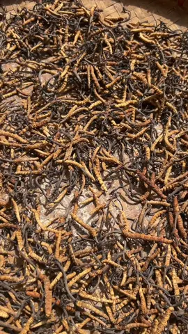 चाहिएको खण्डमा सम्पर्क गर्नुहोला #yarshagumba #himaliyarsaguma #gorkha #local