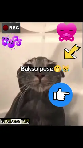 Bakso peso🤭😹#memes #lagu #baksopeso #phonk #ampundj 