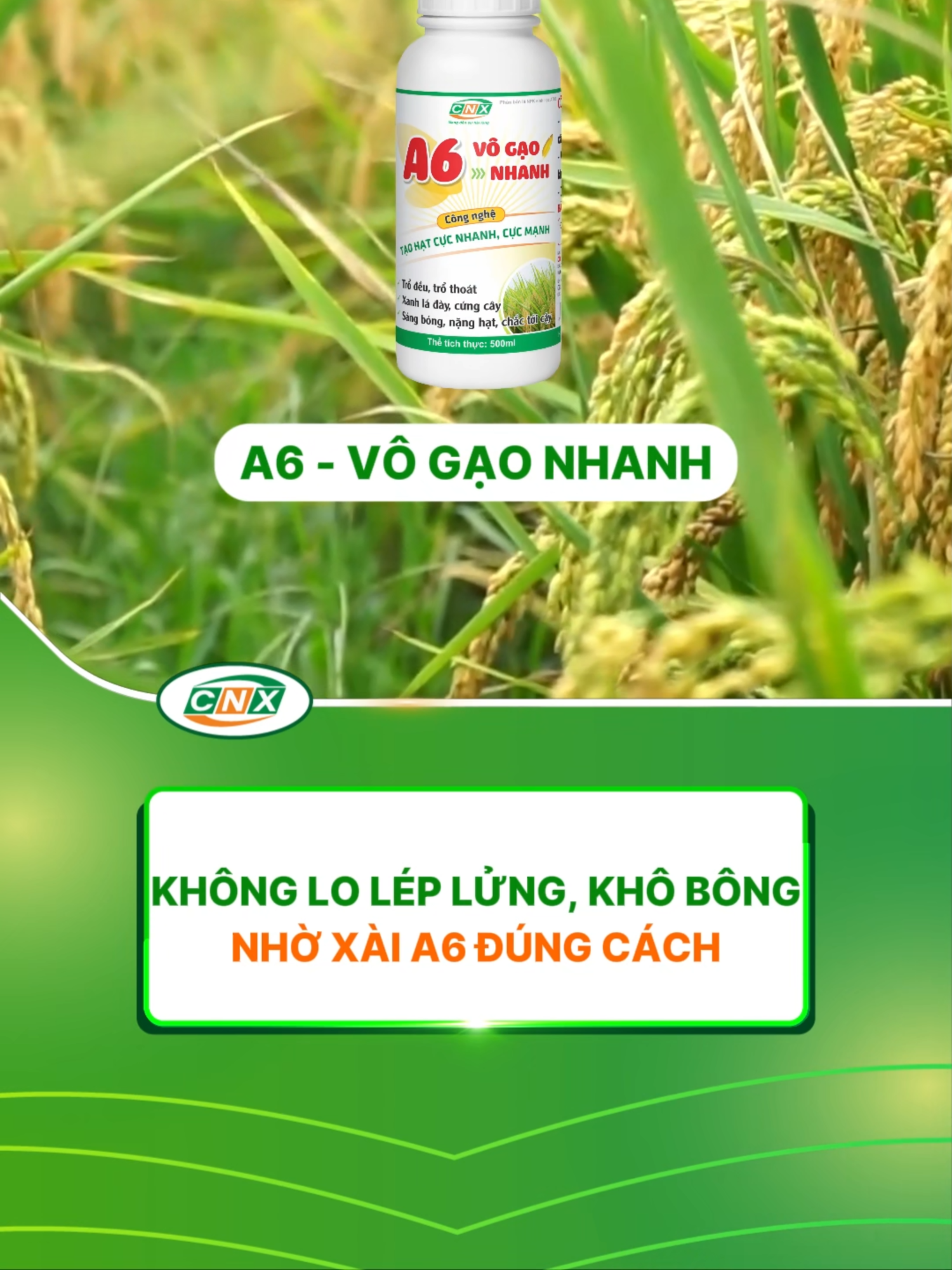 Xài A6 sớm, không lo lép hạt, khô bông #kythuatnongnghiep #nongdanvietnam #caylua #congnghexanh #nongnghiep