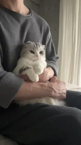 🧸？#cat #猫 