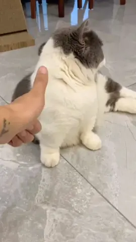 kucing aktor  actor cat  cat acting #kitty #kucinggemoy #cat #catlover #kucing #kucinglucu 