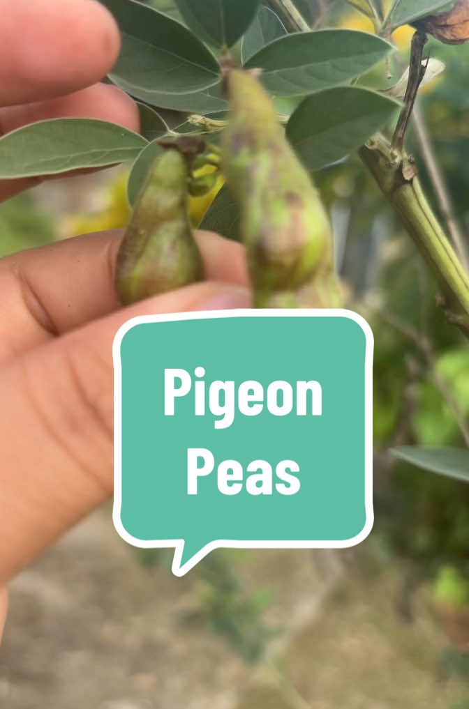 Growing pigeon peas or gandules. Any other names for this? Share with me. Brings back memories for sure. #gardentok #garden #pigeonpeas #gandules 