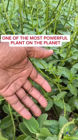 🌿 BEFORE YOU WALK PAST THIS PLANT AGAIN, KNOW THIS… 🌿 This is Blue Vervain – one of the most powerful herbs I’ve featured in my book The Jamaican Herbal Remedy Encyclopedia. 💥 Stressed out? 💤 Can’t sleep? ⚖️ Hormones all over the place? Blue Vervain has been used for centuries to calm the nervous system, balance hormones, and support deep, restful sleep — all from just one humble plant. You’ve probably seen it growing wild and didn’t even know what it could do for you. ➡️ Tag someone who needs to see this. 📕 Grab my book to discover powerful herbs and their benefits. #BlueVervain #PowerfulPlants #AncientRemedies #EliyahMashiach #NaturalHealing #HolisticHealth #HerbOfTheDay #HealingFromNature #StressReliefNaturally #SleepSupport #HormoneBalance #TheAncientBookOfHerbalRemedies #HerbalWisdom #PlantPower #WellnessFromNature 