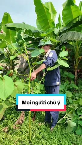 Tạo công ăn việc làm cho bà con #gacua #ga9cua #ga9cuaphutho #gadumuc #ganhieungon #ganhieucua #gachincuaphutho #gachincua #gaumuoi #phutho #nongnghiep 