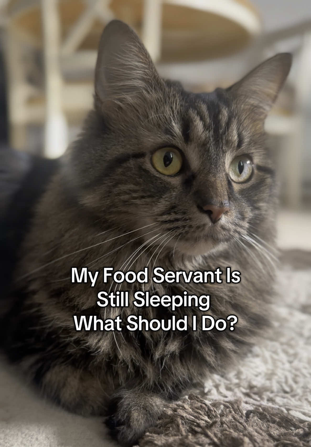 What Should I Do 😸😼 #cattok #catoftiktok #catlover #PetsOfTikTok #catlovers #fyp #catlife #foryouu #foryoupagе #pets 