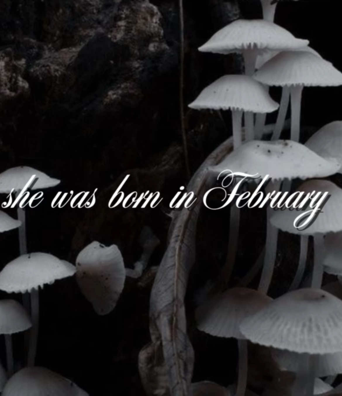 𝐹𝑒𝒷𝓇𝓊𝒶𝓇𝓎 🦇🕸️ #fyp #foryou #foryoupage #aesthetic #divinefeminine #moodboard #forthegirls #aesthetics #trend #birthday #february 