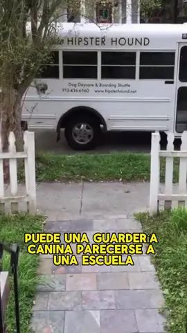 When they hear the school bus coming, the dogs will excitedly go downstairs to school.#animals #Foryou #Friendship #Us