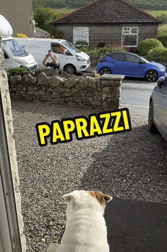 They’ll do anything to get a pic 📸🐶 #paparazzi #dog #funnydog #americanbulldog #dogsoftiktok #elsalioncub #fyp #for 