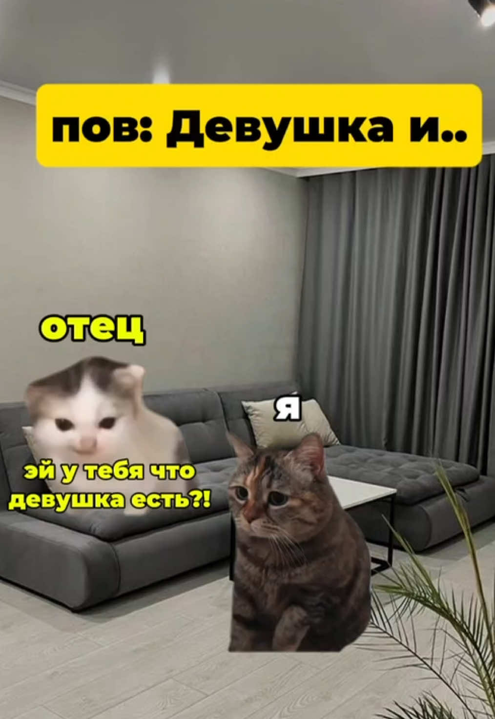 Пов: Девушка и... #котики #историяскотами #мем 
