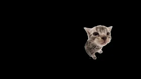 #CapCut Ending Video Tugas Cat Meme #cat #meme #group #fyp #fypp #yt #ending 