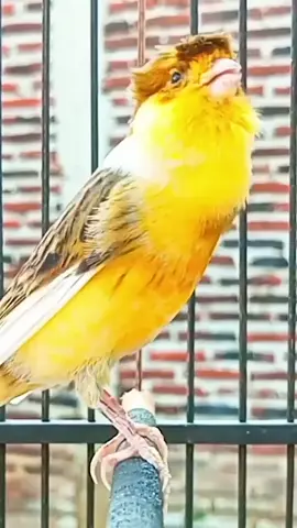 kenari gacor isian mewah | Kenari Gacor  . . . . #kicaumania #bird #hobiburung #masteranburung #canari #canary #kenariindonesia #kenarigacor #kenarimania #kenarimaniaindonesia #kenari #fyp #viralvideo #v2canary