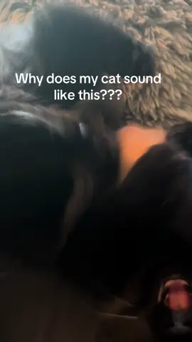 Is my cat a water balloon? 🎈 #PetsOfTikTok #catsoftiktok 