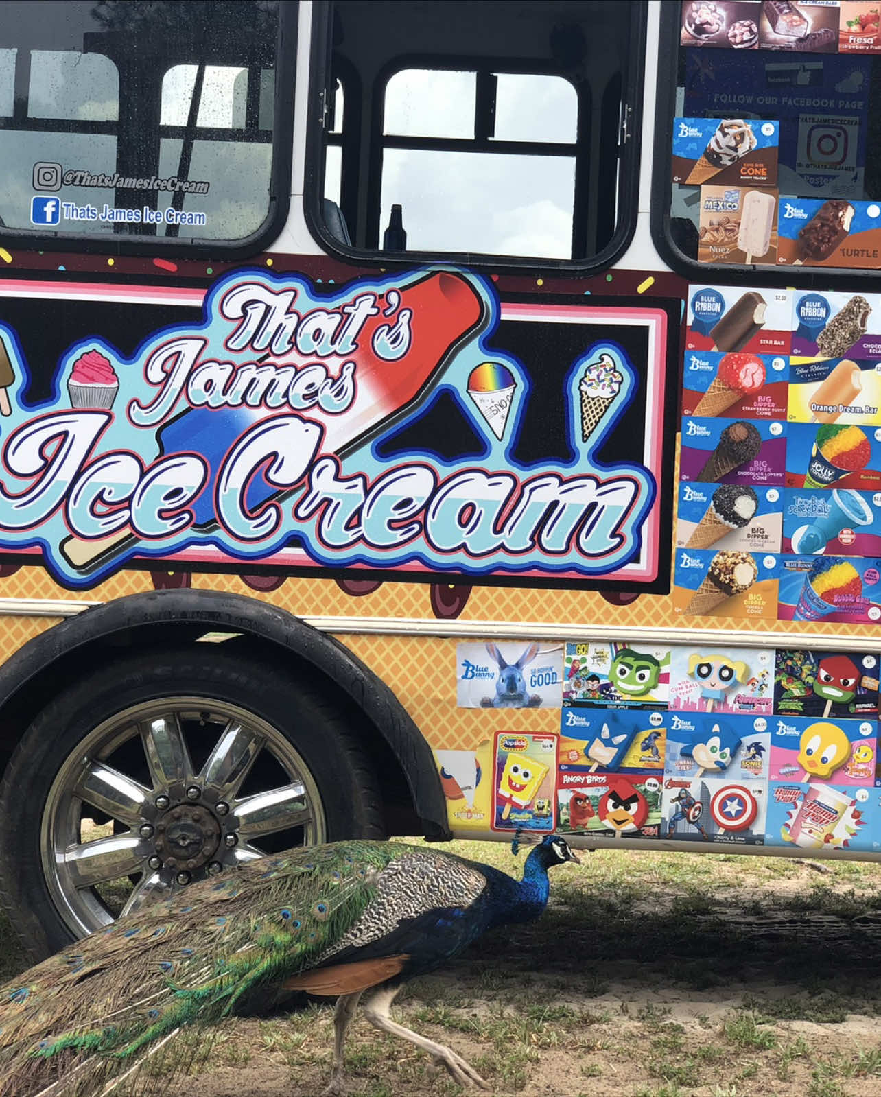 A day at the zoo    #thatsjames #icecream #zoo #peacock #zebra #fyp #fypシ #animalsoftiktok #funnyanimals #animallover #funny