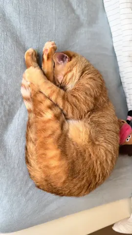 She's asleep. Let's go have something delicious.#cutecat #pet #kucing #kitty 