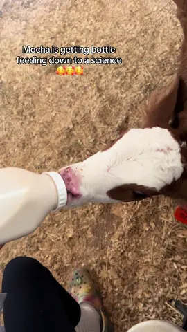 I’ll admit I wasn’t going to let myself get attached to this calf because the last bottle calf we had didn’t make it and honestly it broke me. But this sweet girl has won me over and attached is an understatement at this point. My mocha, mochachoca, mocha bean, mocha moo.  #farmlife #farmtok #farmlifeisthebestlife #calf #calvesoftiktok #bottlebaby #hereford #wagyu 