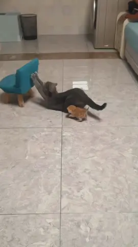 Try not to laugh 😂😂😂 #animals #funny #pet #dog #funnyanimals #funnyvideos #haha #dogsoftiktok #cat #funnypets #PetsOfTikTok 