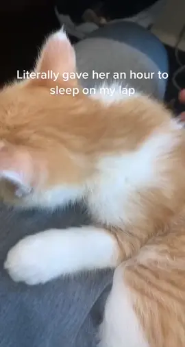 LET HER SLEEEPP PLEASEE!! #PetsOfTikTok #catoftiktok #FunnyCats #CatsOfTikTok #catlovers