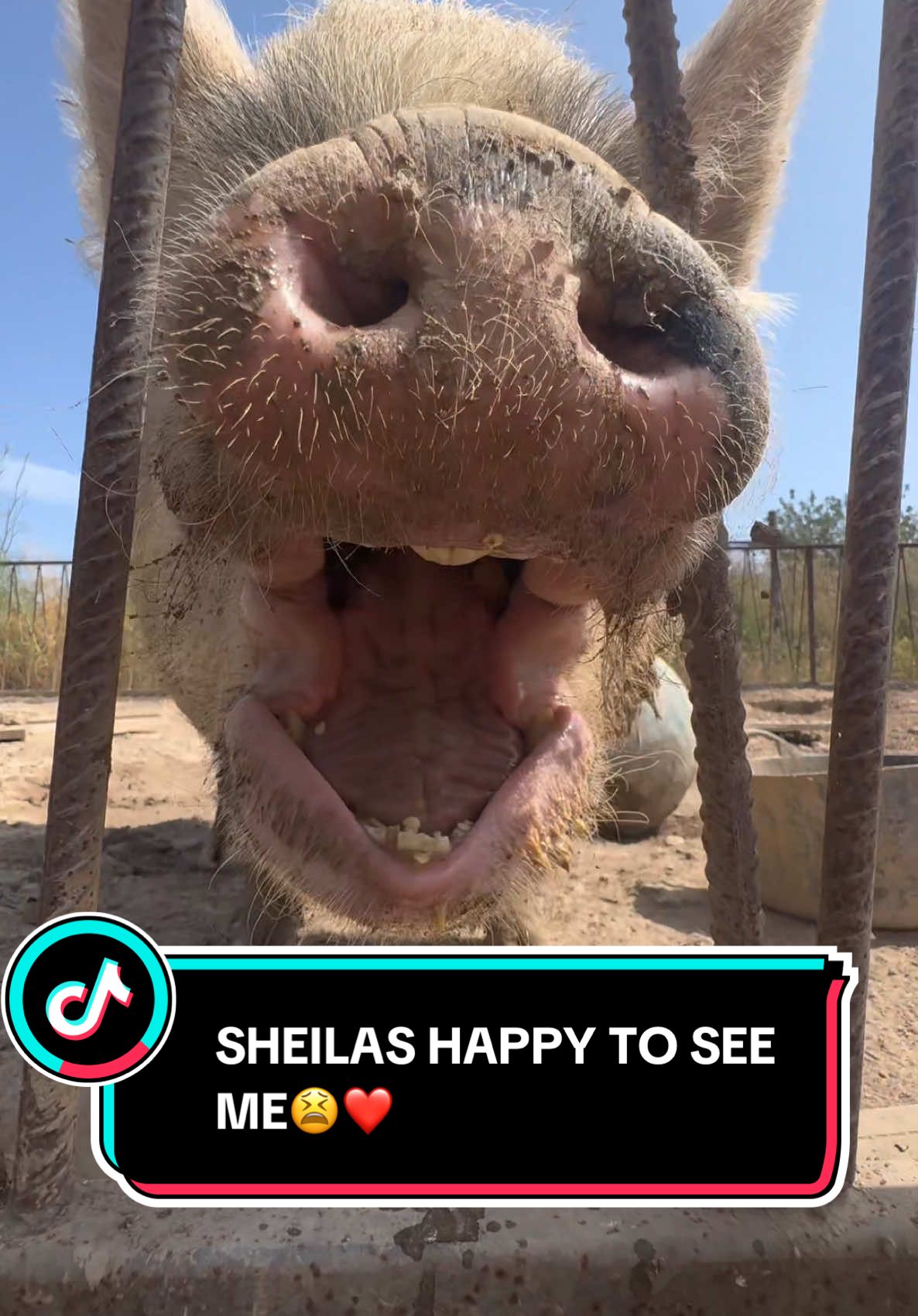 Missed my queen, just as much as she missed me💅🏼 #fyp #petpig #ibiza #farm