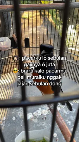 hehehe🙊 #muraibatuindonesia #kicaumania #foryou #fyp 