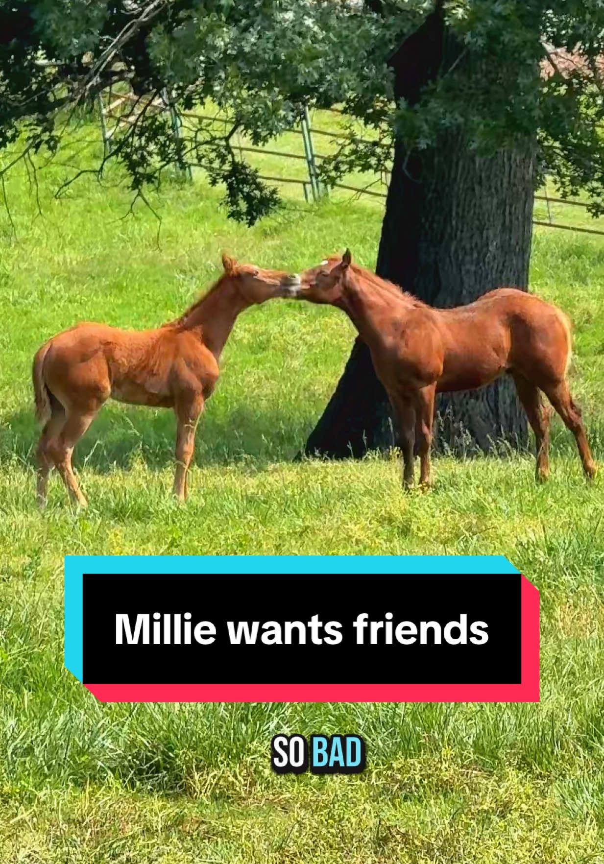 Millie just wants friends🥹🐴💕 #aqhafilly #aqha #foalsof2025 #redfilly #foalsoftiktok 