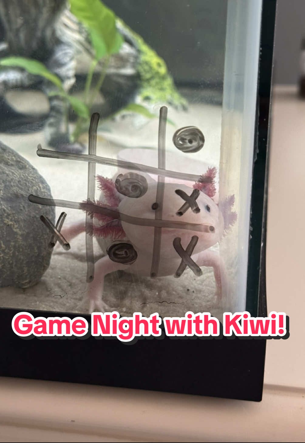His strategy needs some work but he’ll get there 💁🏻‍♀️🩷🥝#axolotl #axolotls #aquariumhobby 