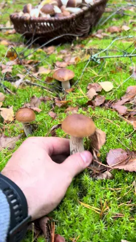 Śnię już o takich zbiorach borowików… 🍄 Marzenie na sezon 2025 – oby się spełniło! #marzenie #grzyby #mashroom #natura #las 
