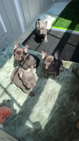 Teaching my babies that the first thing we want to do is a little sunbathing ☀️ 