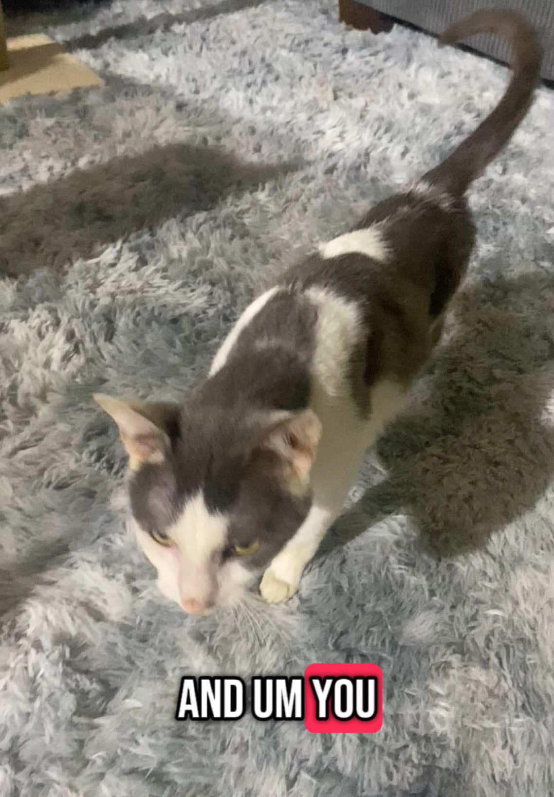 I swear I love getting compliments! #🐱 #cat #catsoftiktok #cats #catlover #cattok #catslovers #catsvideo #catsmoves #meow #meowlovers #catsdoingthings #catsofinstagram #catfunny 