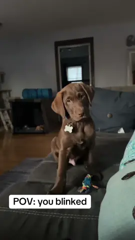 And just like that he’ll be 6 months this week… 🥲#greenscreenvideo #labsoftiktok #chocolatelab #fyp #puppy 