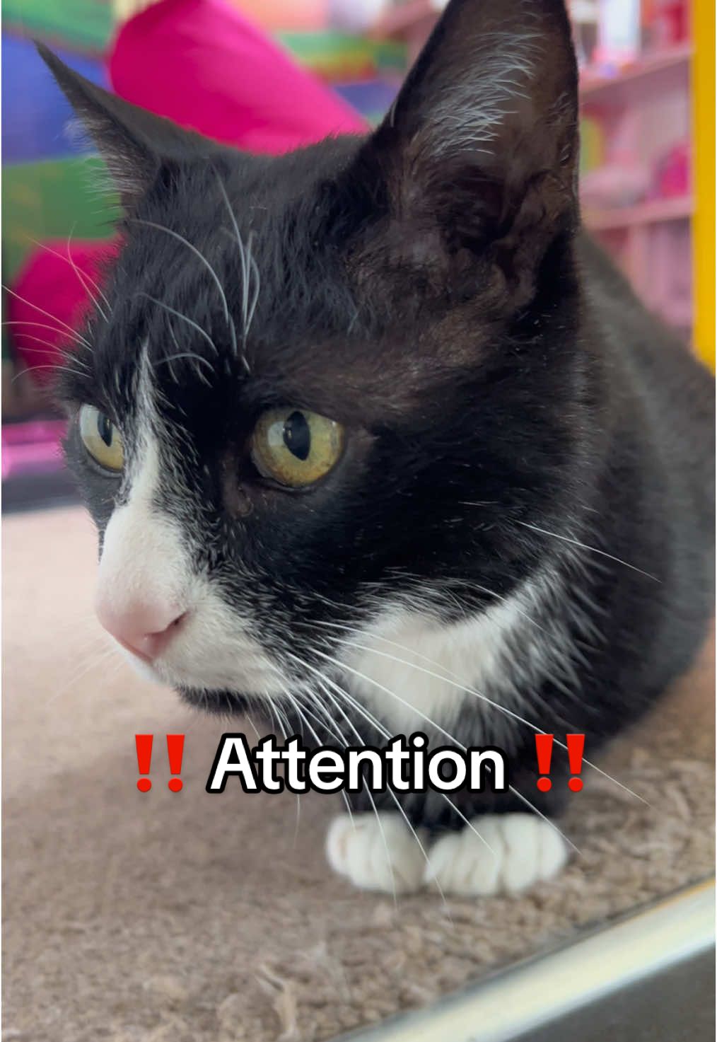 A moment of calm and reflection before he strikes up again.  #meow #cat #catlife #catmom #cats #tuxcat #catsofinstagram 