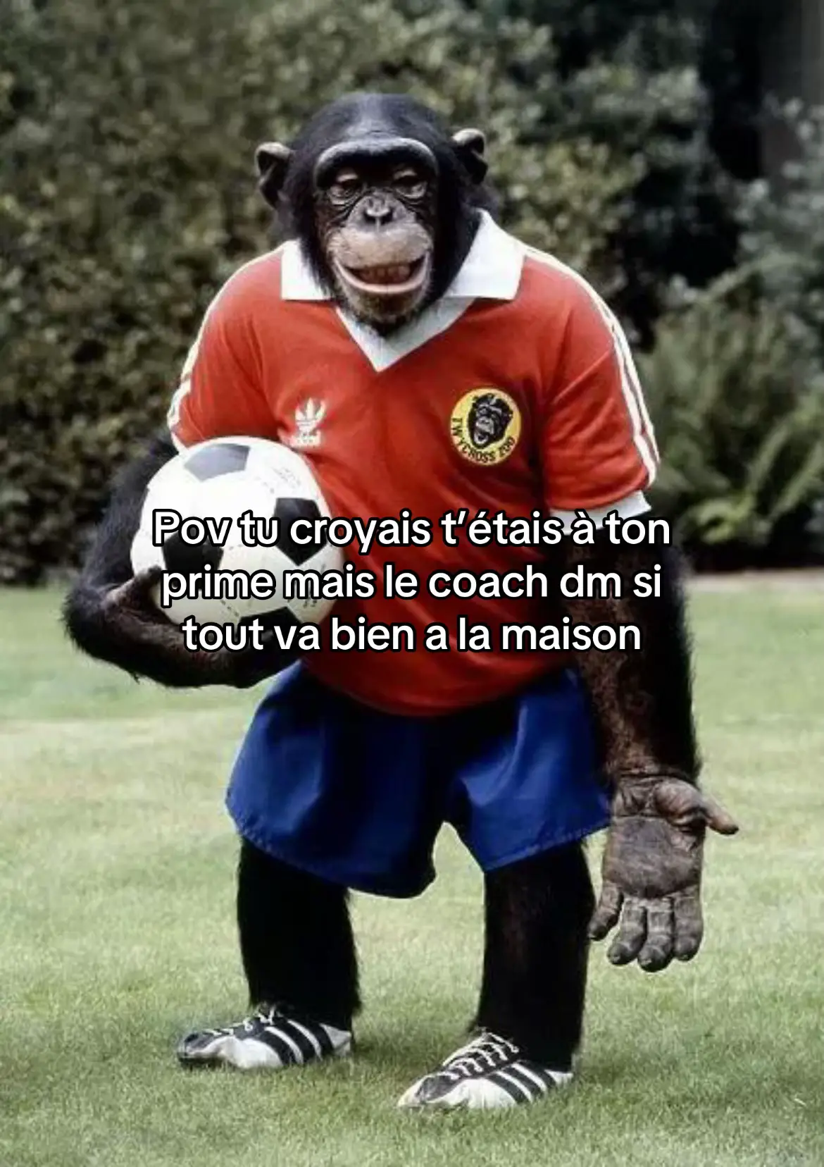 #drole #singe #francais #foot 