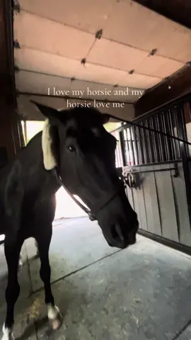 new trick?Fist bump #dutchwarmblood #black #grandprixhorse #gelding #equestrian #fyp 