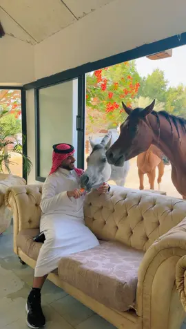 #خيل_وخياله🐎 #حيوانات #سبحان_الله_وبحمده_سبحان_الله_العظيم 